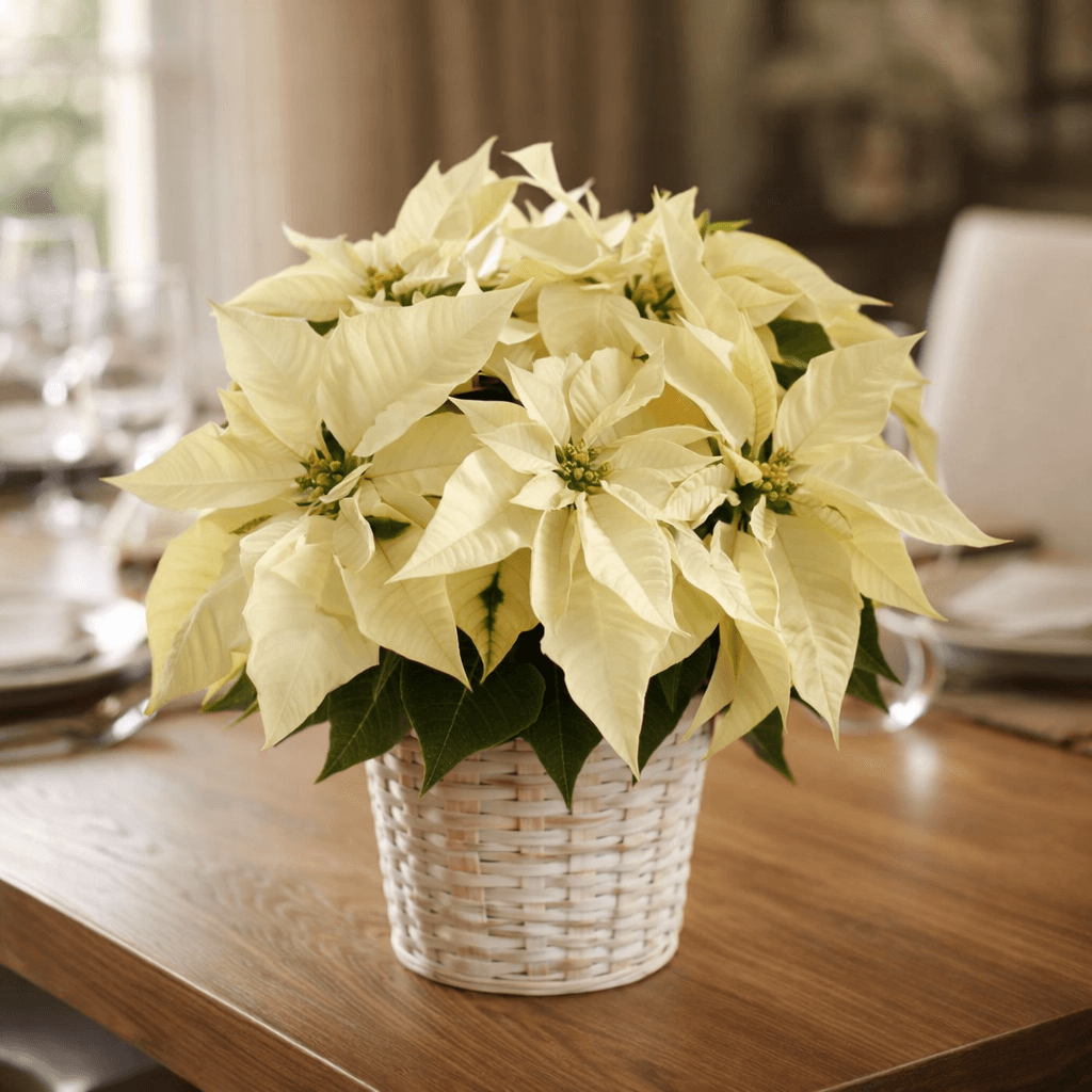 WhitePoinsettia Basket (Small)