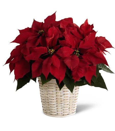 Red Poinsettia Basket (Small)