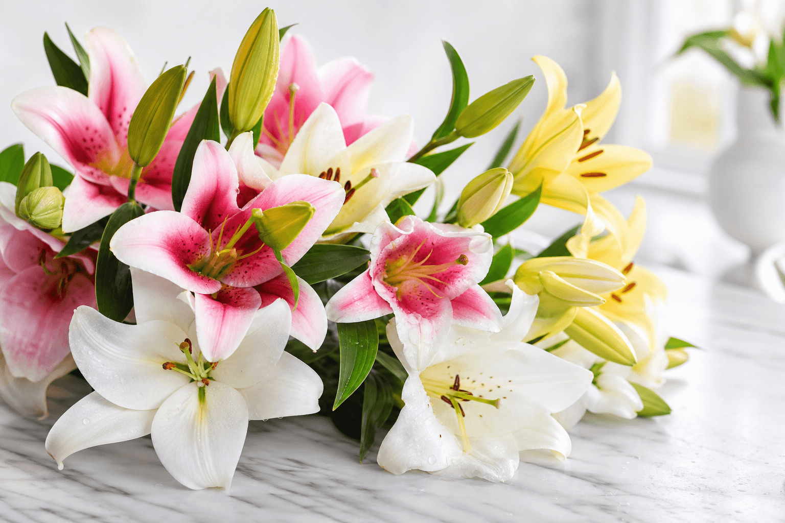 Lily - botanical photograph